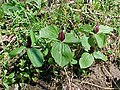 Trillium sessile