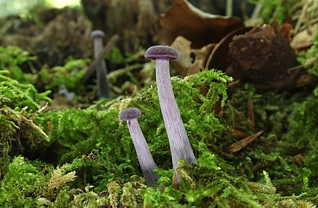 Laccaria amethystina (Amethyst Deceiver)