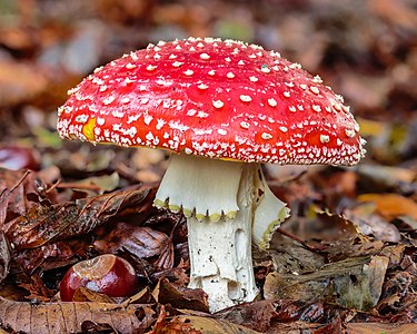 Amanita muscaria (Fly Agaric)