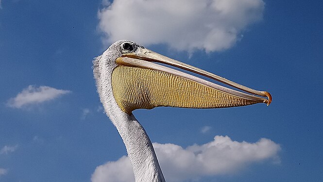 Pelecanus blues...