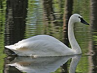 Łabędź czarnodzioby