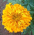 Tagetes erecta