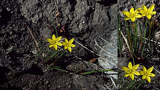 Nothoscordum montevidense