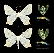 Ourapteryx yerburii ssp. specimens and male genitalia (SDG 15)