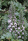 Acanthus mollis