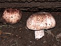 Agaricus subrutilescens