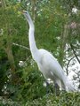 Great Egret (Ardea alba)