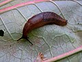 Slug