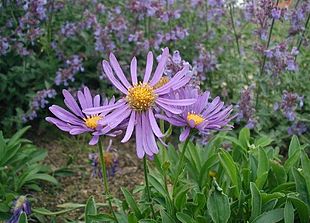 Alpe-Asters (Aster alpinus).