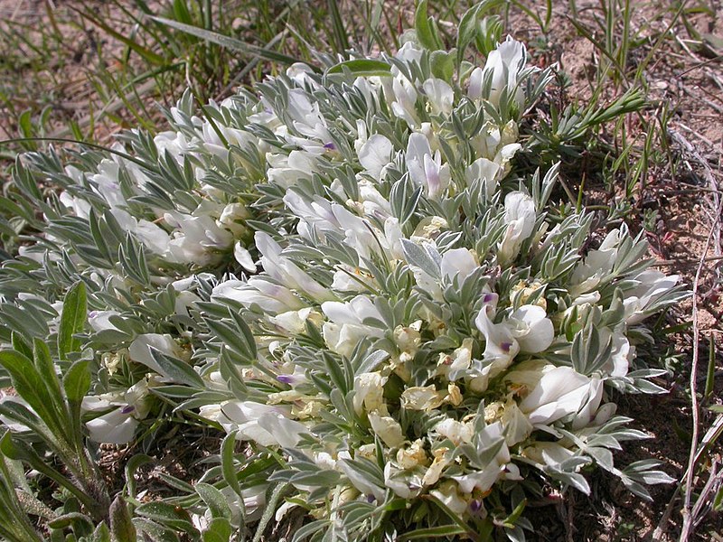 File:Astragalus gilviflorus (3531697343).jpg