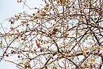 Thumbnail for File:Branches of Terminalia prunioides in Namibia.jpg