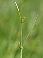 Carex lepidocarpa, inflorescense, Photo by Kristian Peters