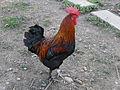 Gallo Nero Ramato