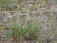 Festuca polesica