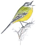 Motacilla flava