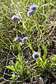 Globularia punctata