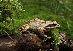 Rana temporaria (Common frog)