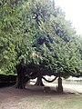 Ifs et tombes de l'ancien cimetière.