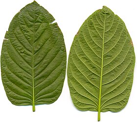 Kratom