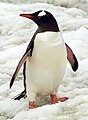 Antarctic penguin (Pygoscelis papua ellsworthi) also known as red peak penguin