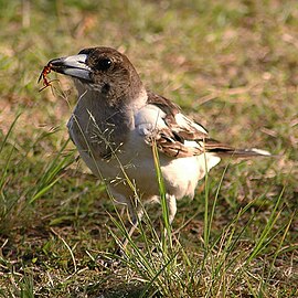 Сорочиця чорновола (Cracticus nigrogularis)