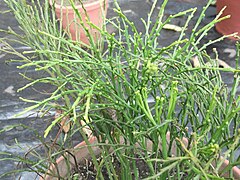 Psilotum nudum cultivé en pot à Salem (Inde).