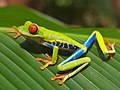 Agalychnis callidryas