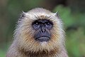 Southern plains gray langur