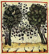 Vigne conduite en hautain arboré Tacuinum Sanitatis (1474), Paris, Bibliothèque nationale, Ms. lat. 9333