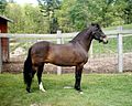 Light brown Paso fino (and how is this not a bay?