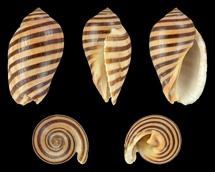 File:Vexilla vexillum 01.jpg