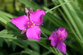 Tradescantia (Andersoniana Group) 'Red Grape'