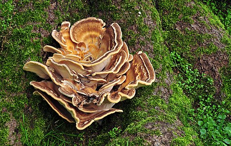 Meripilus giganteus (Giant Polypore)