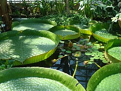 Nénuphar géant d'Amazonie.