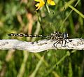 Alpine darner (side)