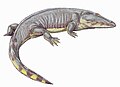 Sclerosaurus (Actinodon) frossardi ペルム紀後期のフランスに生息。全長1.5メートル。