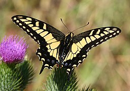 Anise swallowtail.jpg