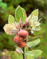 Leaves and fruit