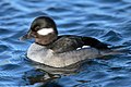 ♀ Bucephala albeola Bufflehead