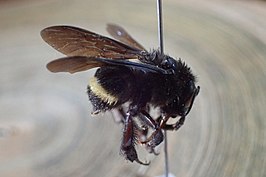 Bombus mexicanus