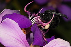 Bombus morio på Tibouchina granulosa i Brasilien.