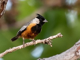 Charitospiza eucosma (Mineirinho) macho, na Chapada dos Veadeiros, Estado de Goiás, Brasil