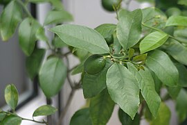 Unripe lemon on tree