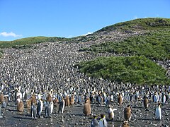 Aptenodytes patagonicus (King Penguins)