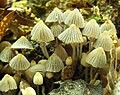 Coprinopsis atramentaria