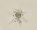 Silicoflagellate (Dictyochophyceae)