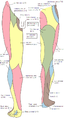 Areas of skin sensation supplied by nerves in the leg.