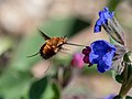 Großer Wollschweber (Bombylius major) im Flug