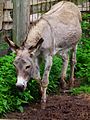 ลาป่าแอฟริกา (Equus africanus)