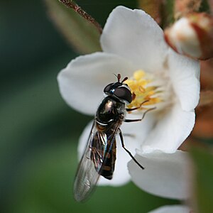 Melangyna viridiceps (Common hover fly)